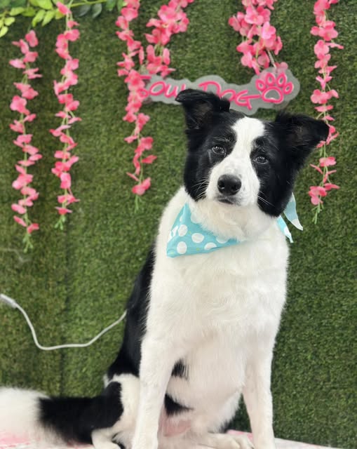 Recent groomed dog shared by SoulDog LLC