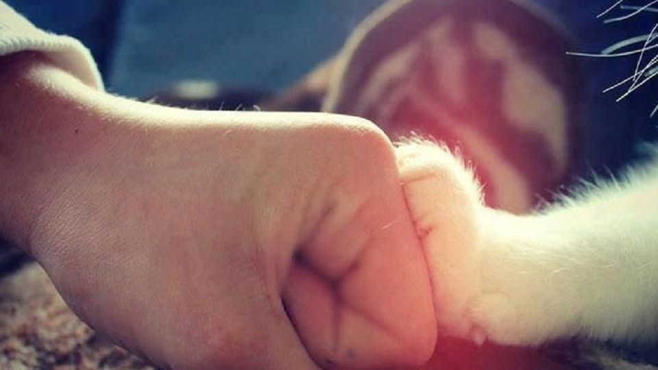 Spark The Bark! Mobile Cat and Dog Grooming