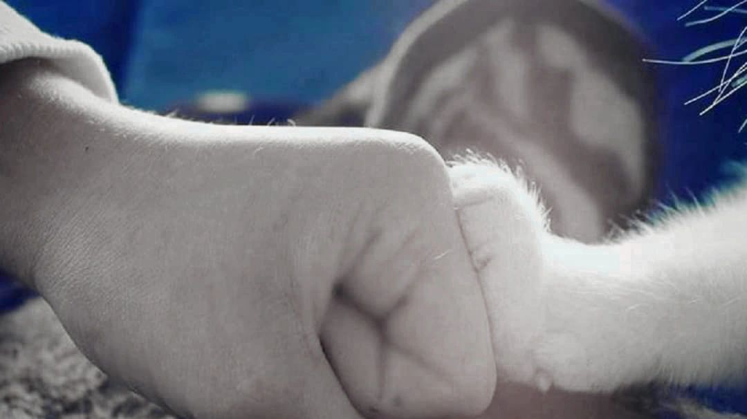 Spark The Bark website hero image