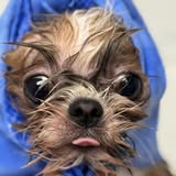 Spaw Patrol gallery image 1