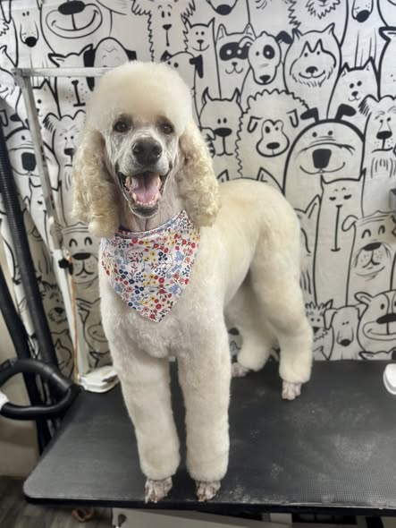 Freshly groomed dog from Spiffy Pupper Grooming