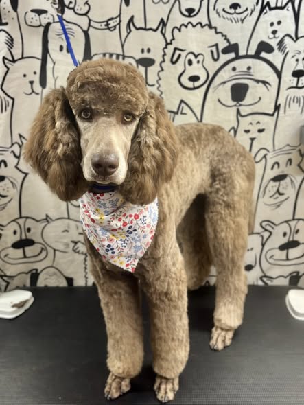 Styled dog after mobile grooming appointment