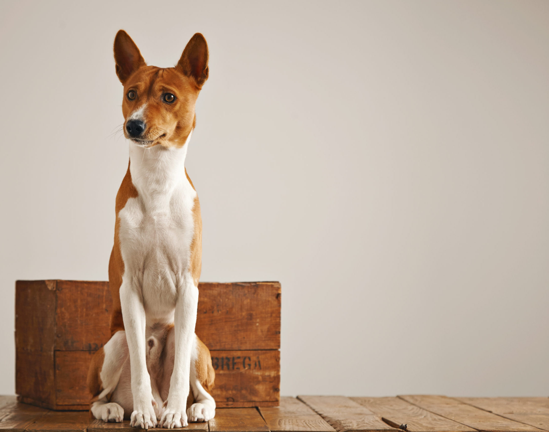 Spotless Hounds Mobile Grooming