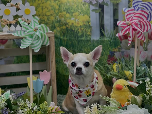 Starlight Grooming Salon and Mobile Pet Grooming