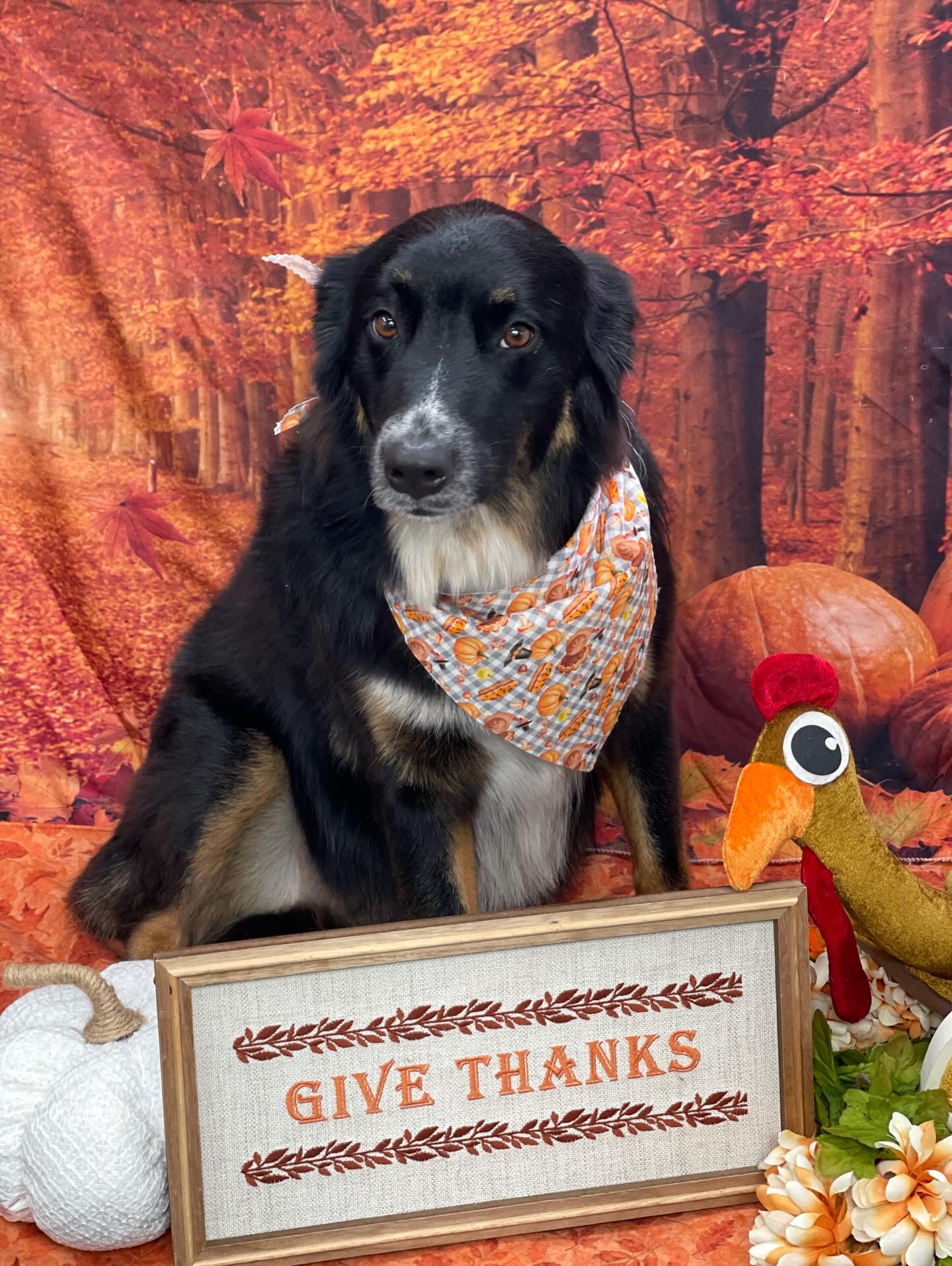 Starlight Grooming mobile grooming unit photo