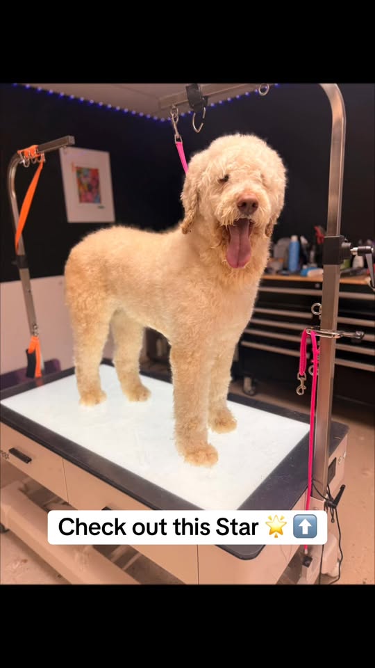 Before-and-after dog grooming result from Starlite Grooming