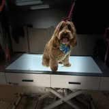 Dog grooming photo from Starlite Grooming