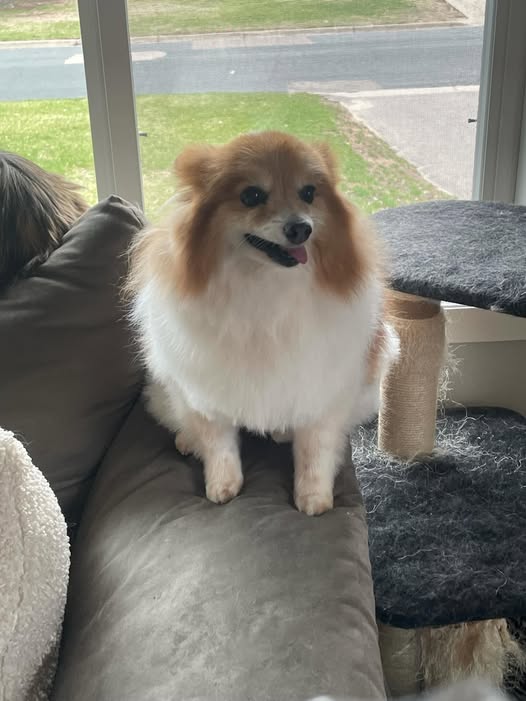 Still Waters Pet Grooming gallery image 1