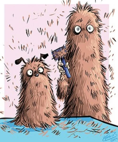 Recent pet grooming image from Stunning Styles Mobile Pet Grooming