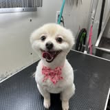 Additional grooming result image from Stunning Styles Mobile Pet Grooming