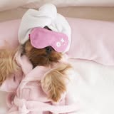 Recent groomed pet image from Stylin' Pets