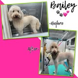 Additional grooming photo from Stylin' Pets