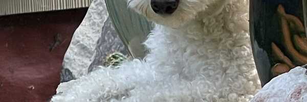 Suds 'N Hugs Pet Grooming business cover image