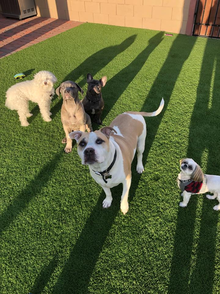 Owner with multiple dogs at Sunny Days Mobile Grooming