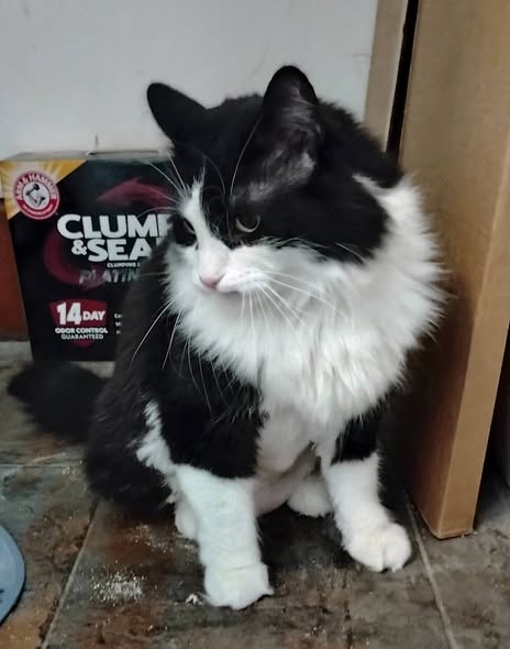 Pet grooming result shared by Sunny's Fuchsia Free Pet Grooming