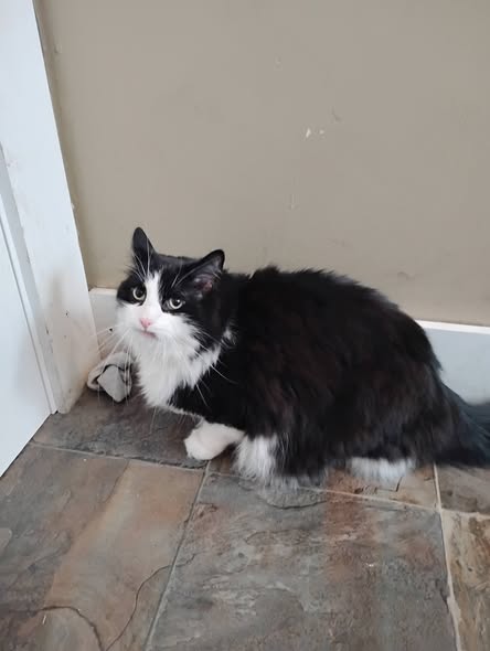 Pet photo from Sunny's Fuchsia Free Pet Grooming Facebook page