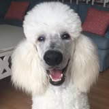 Sunny's Mobile Pet Spa gallery image 2