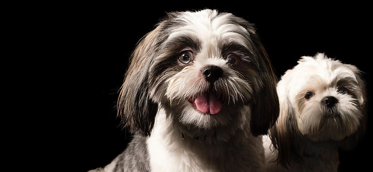 Sunshine Doggies Mobile Pet Grooming