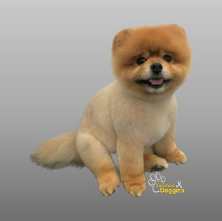 Groomed Pomeranian from Sunshine Doggies gallery