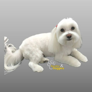 Small dog after grooming by Sunshine Doggies