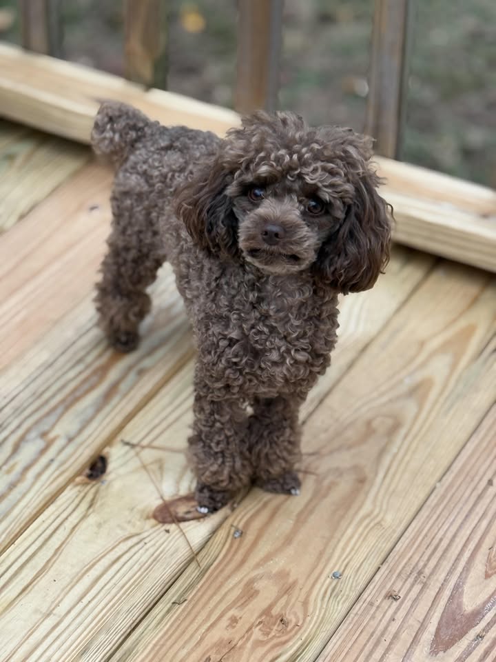 Surf'n Pups Mobile Pet Spa