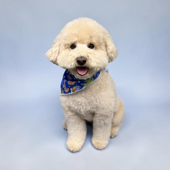 Freshly groomed dog from Surf'n Pups Mobile Pet Spa