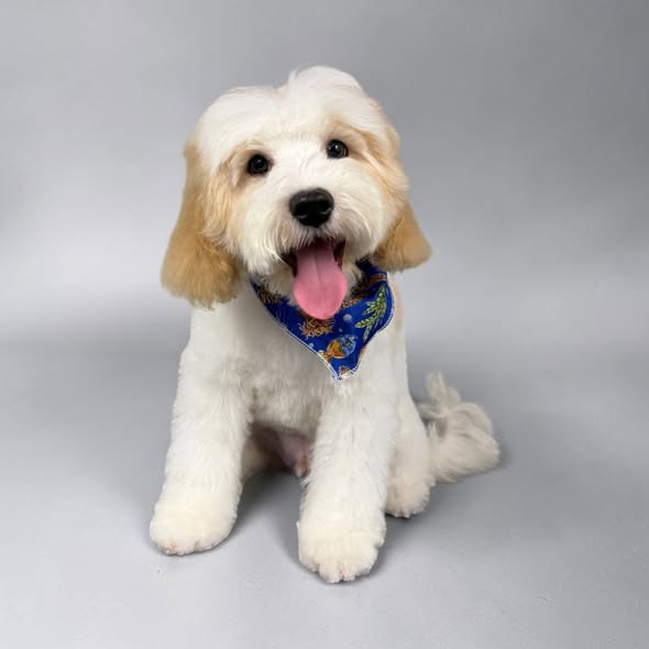 Another groomed dog photo from Surf'n Pups Mobile Pet Spa