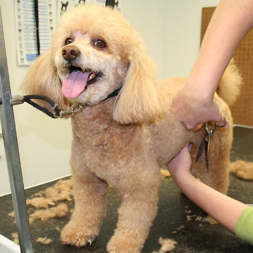 Mobile pet grooming service image from Suzanne's Mobile Pet Grooming