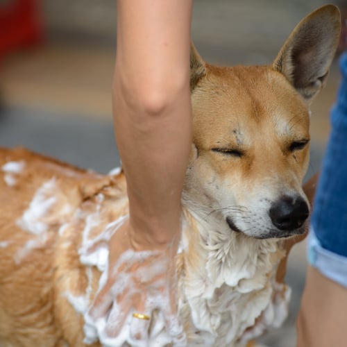 Dog grooming service image from Suzanne's Mobile Pet Grooming