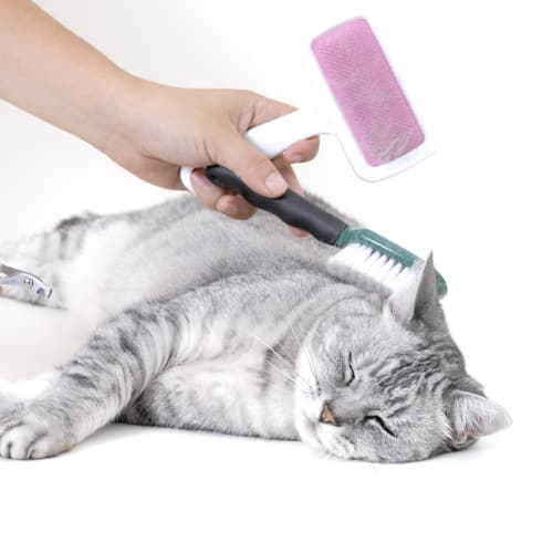 Cat grooming service image from Suzanne's Mobile Pet Grooming
