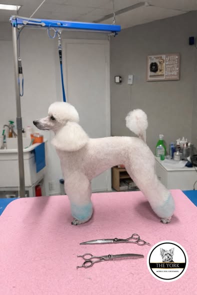 Tail Waggers mobile grooming image