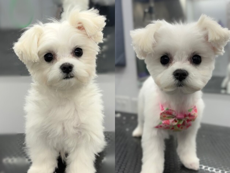 Tails By The Sea Mobile Pet Salon