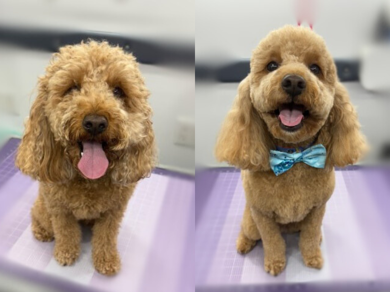 Styled dog after Tails By The Sea grooming