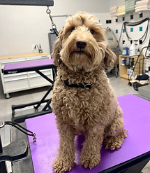 Before-groom photo from Tan's Paw Spa gallery