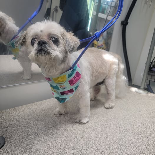 Dog featured in a recent The Barking Barber social post