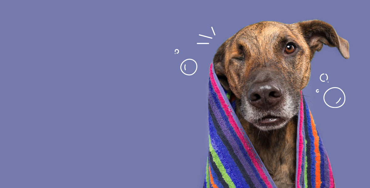 Regular wash service card from The Barking Spa