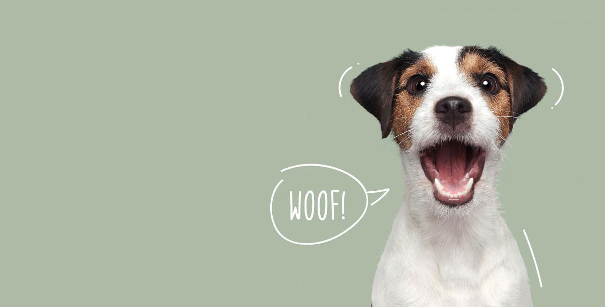 Full grooming service card from The Barking Spa