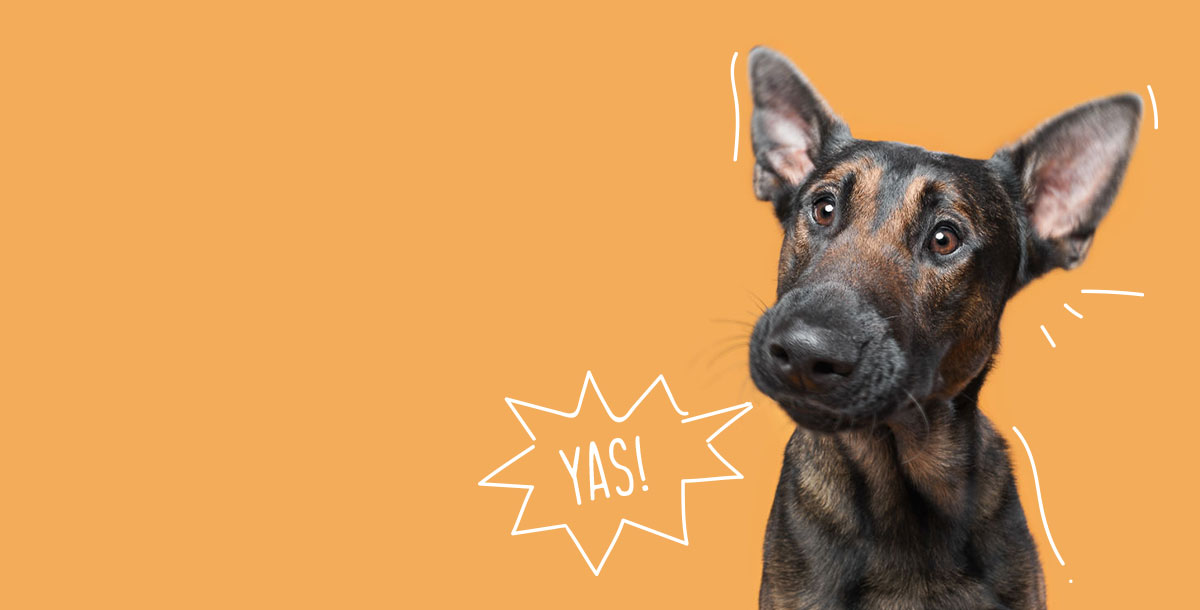 Add-ons service card from The Barking Spa