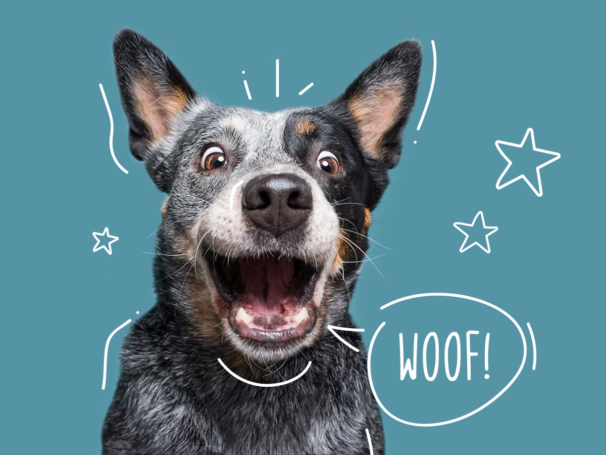 Dog featured in The Barking Spa customer section