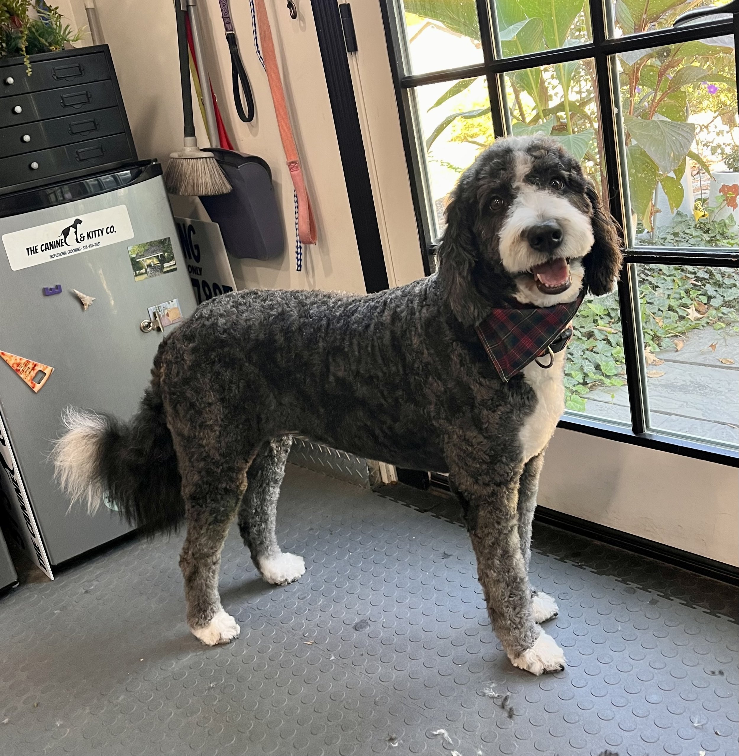 The Canine & Kitty Co.