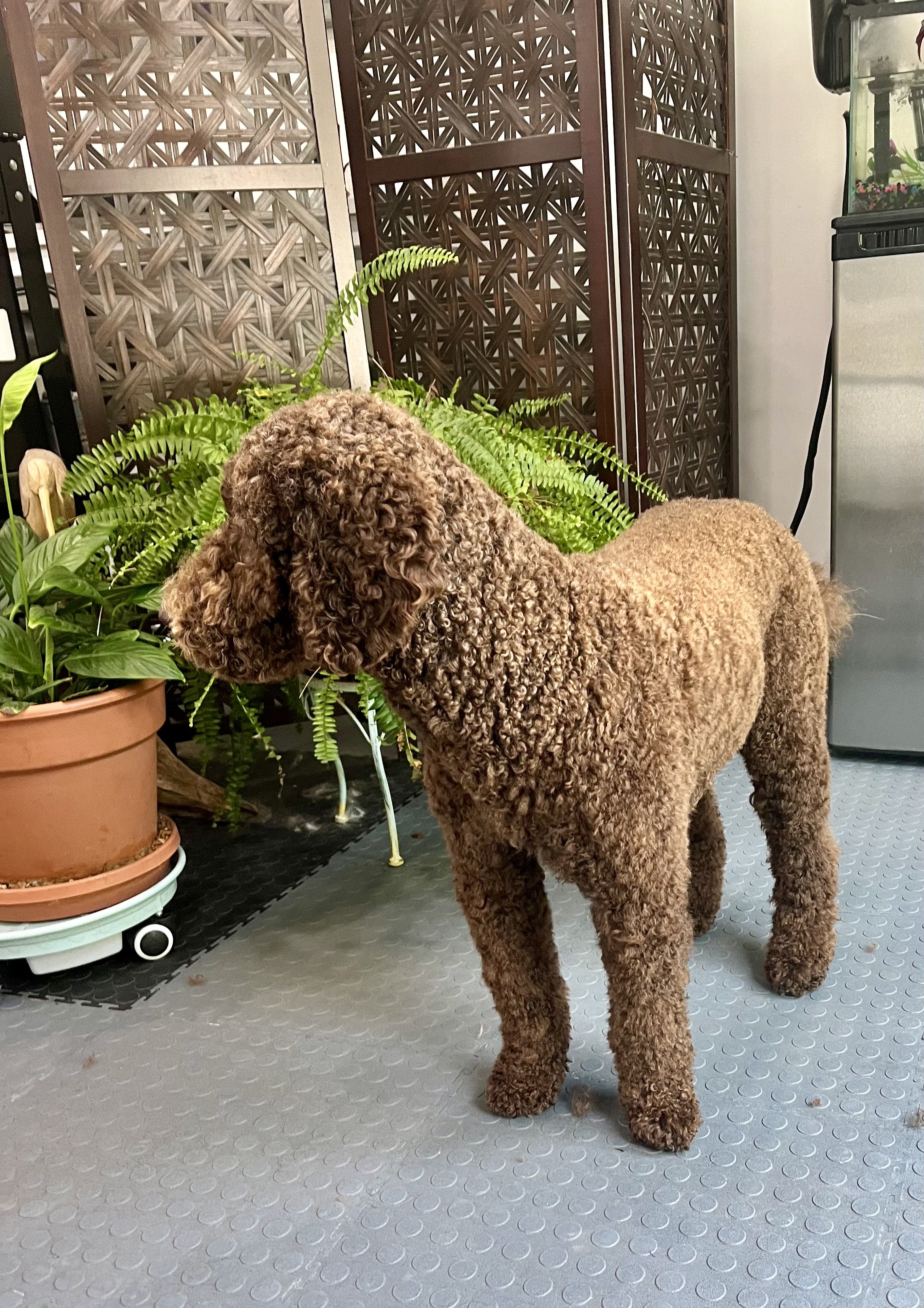 Freshly groomed dog at The Canine & Kitty Co.