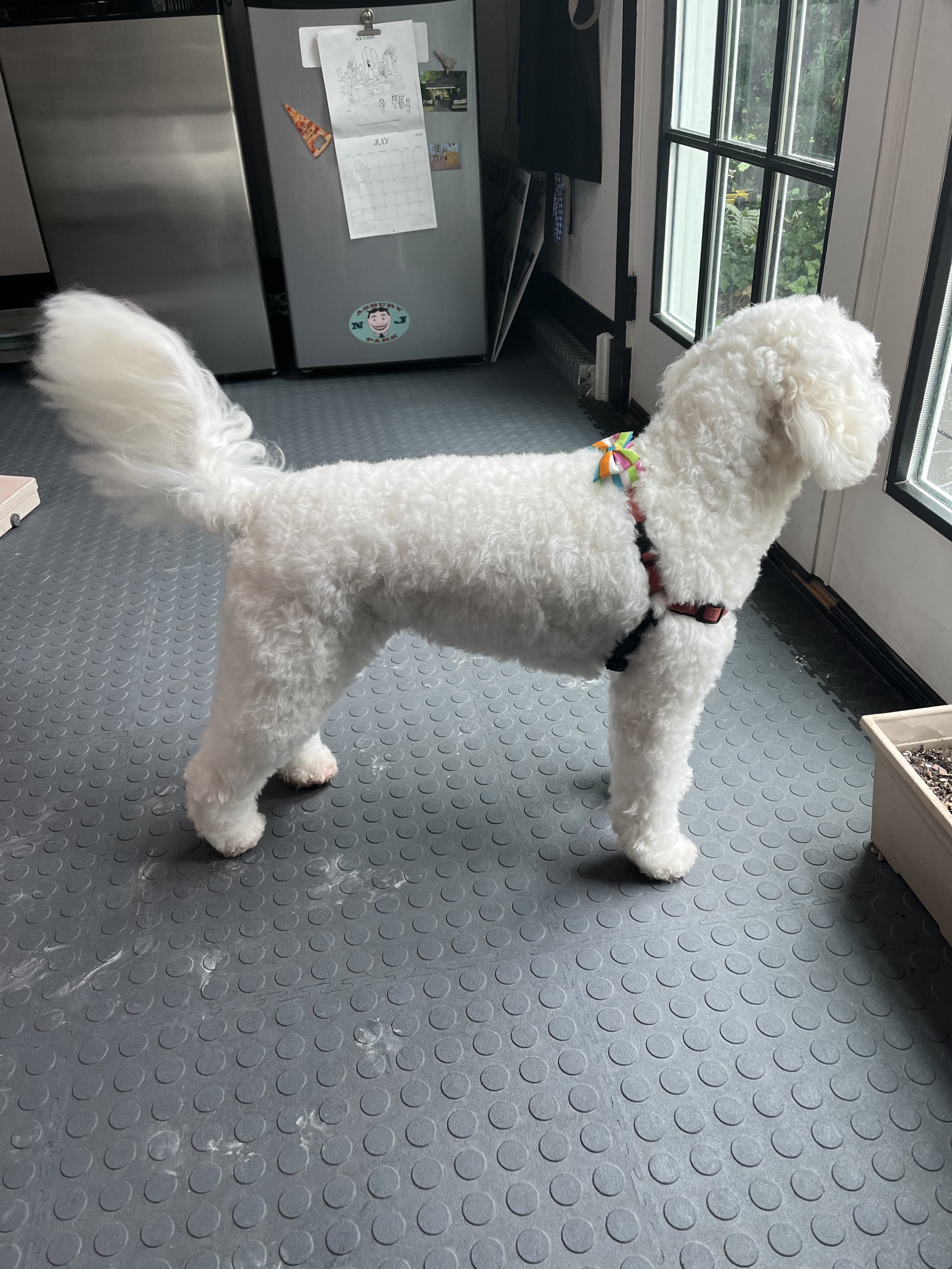 Styled dog from The Canine & Kitty Co.