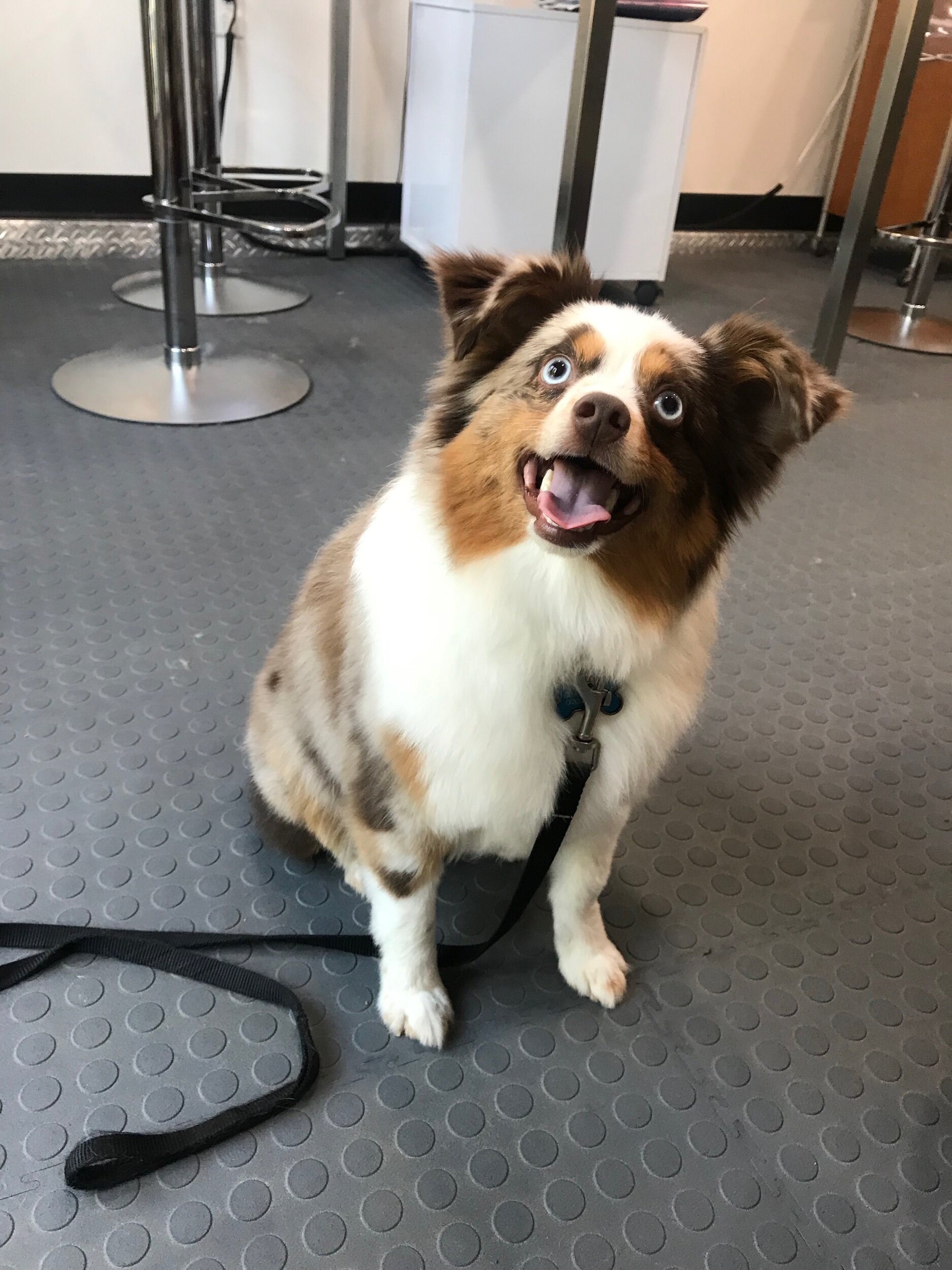 Pet grooming result from The Canine & Kitty Co.