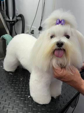 Groomed pet from The Club Pet Grooming FL gallery