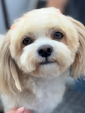 Finished groom from The Club Pet Grooming FL