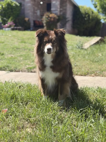 Freshly groomed dog from The Colorful Canine Mobile Pet Grooming
