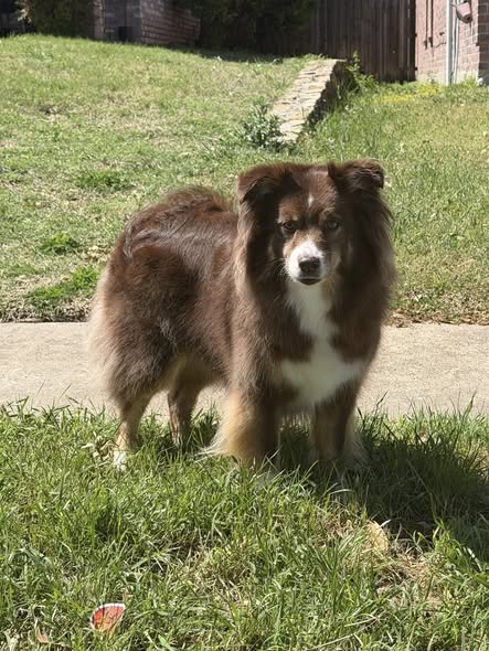 Additional dog grooming photo from The Colorful Canine Mobile Pet Grooming