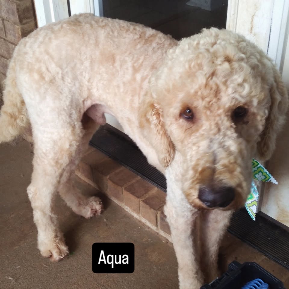 The Dog House: House Call Grooming