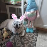 The Dog House: House Call Grooming gallery image 1