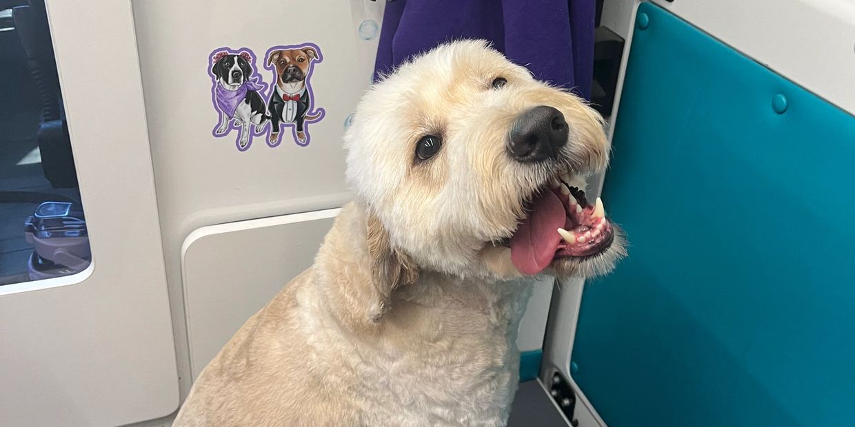 The Dog Tailor Mobile Grooming van at a customer home